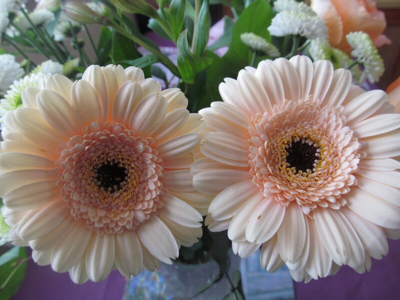 Two Cream Gerbera Daisies