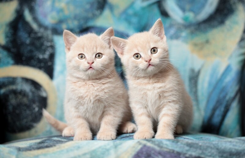 Two Cream Kittens — Calm, Photograph, Couch