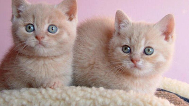 Two Cream Kittens — Calm, Photograph