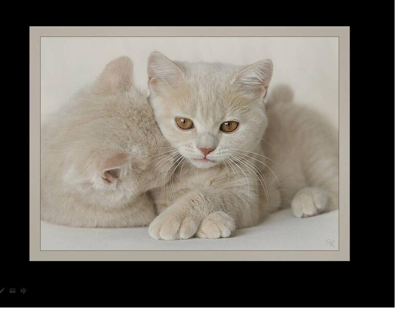 Two Cream Kittens — Calm