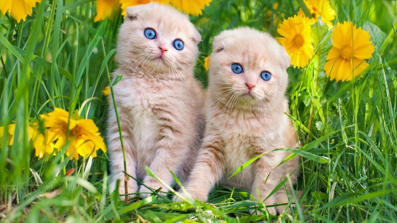 Two Cream Kittens — Green