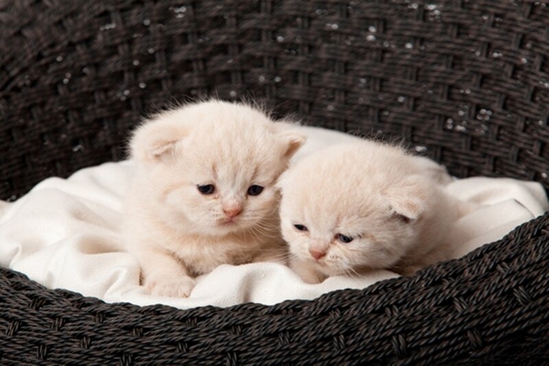 Two Cream Kittens