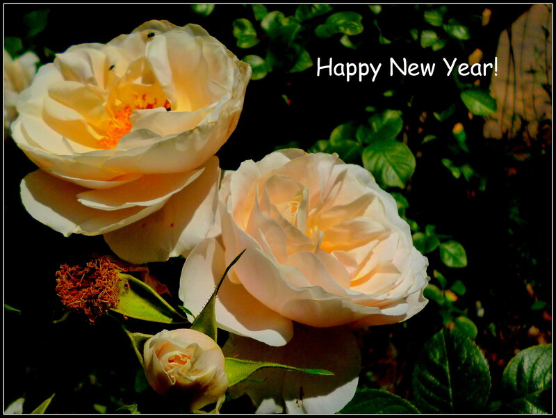Two Cream Roses — Serene