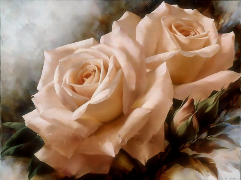 Two Cream Roses