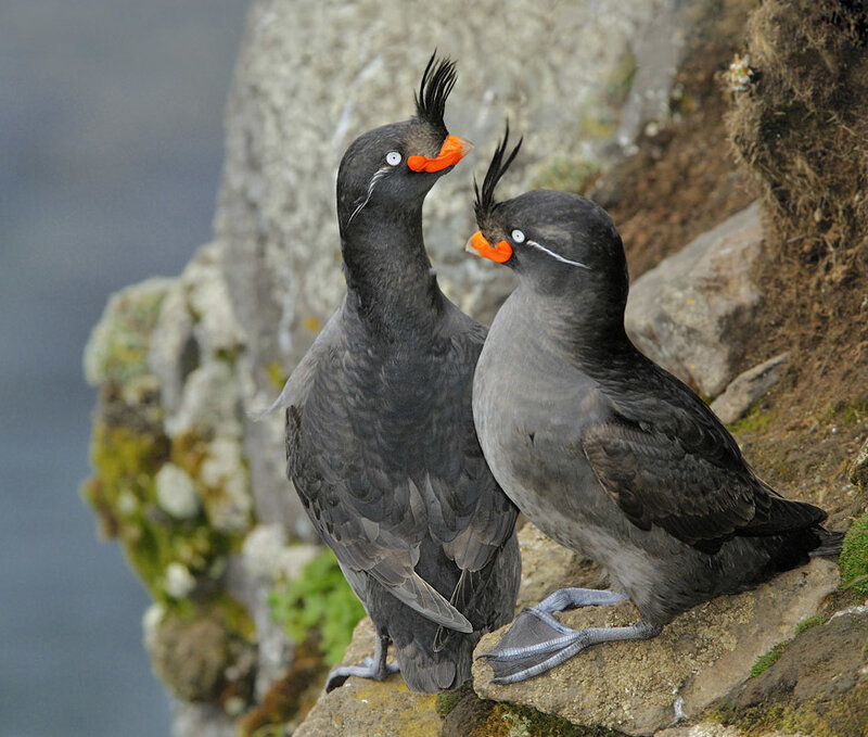 Two crested auklets on a cliff