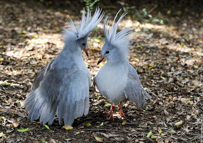 Two crested birds on forest floor