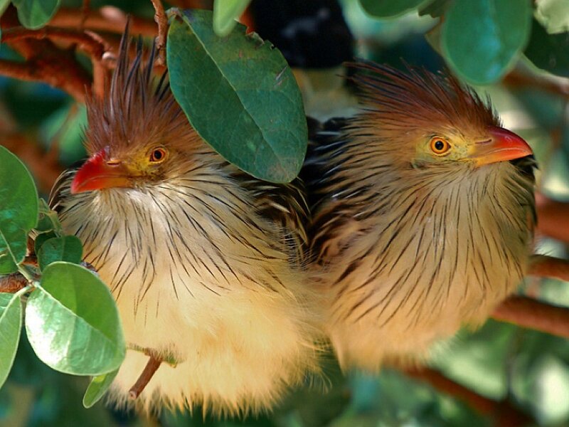 Two Crested Birds