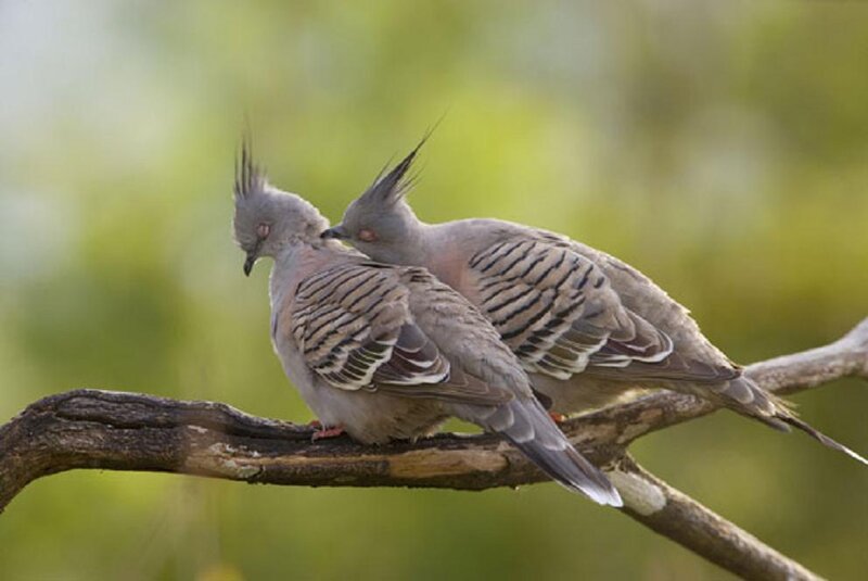 Two Crested Pigeons — Gray
