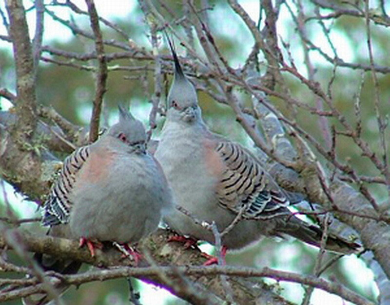 Two Crested Pigeons