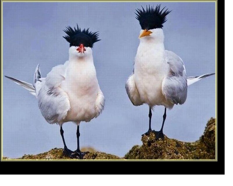 Two Crested Terns
