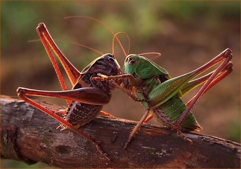 Two Crickets Fighting