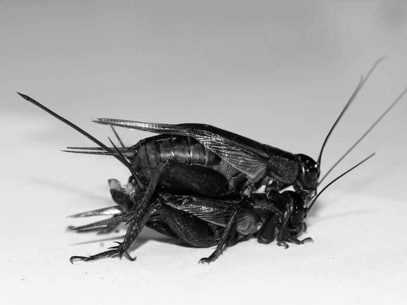 Two crickets mating