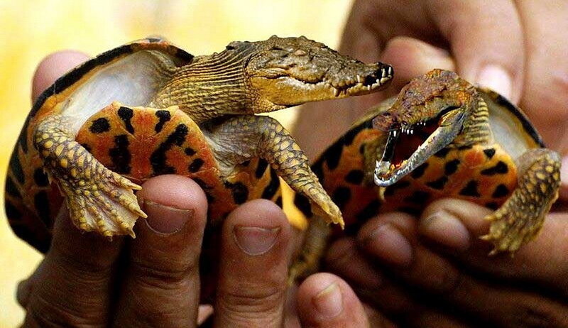 Two crocodile turtles held in hands