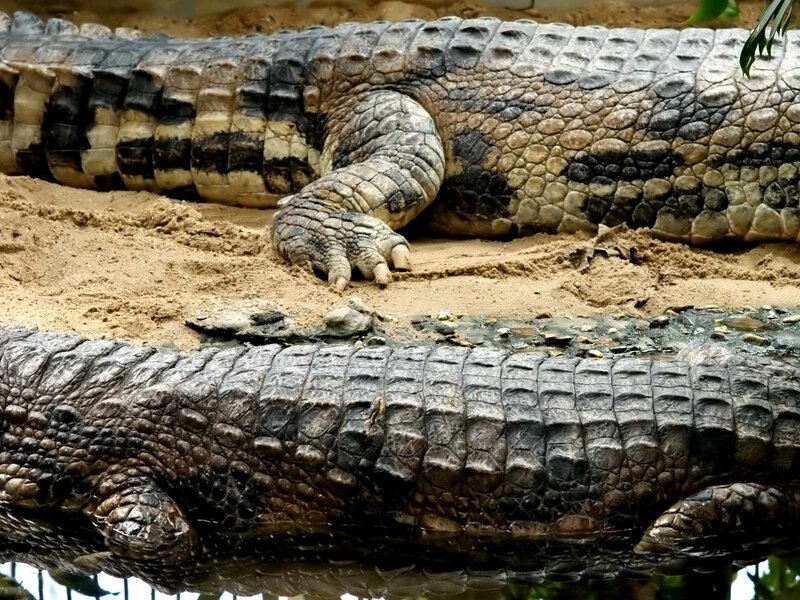 Two crocodiles on sand