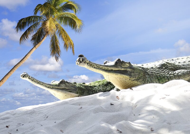 Two Crocodiles on Sand — White