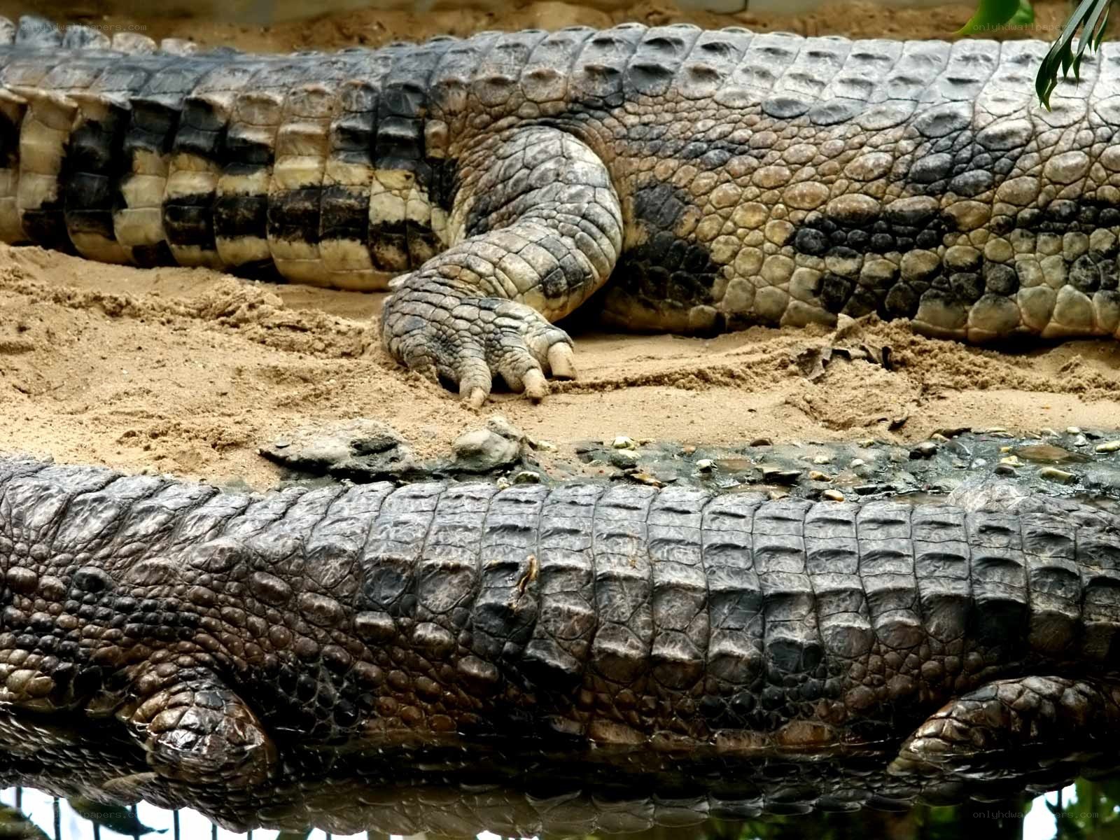 Two crocodiles on sand
