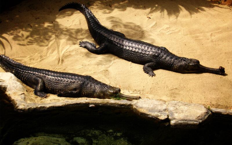 Two crocodiles on sandy ground
