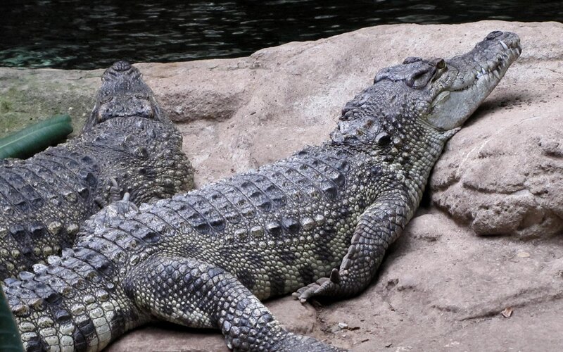 Two crocodiles resting on rocks