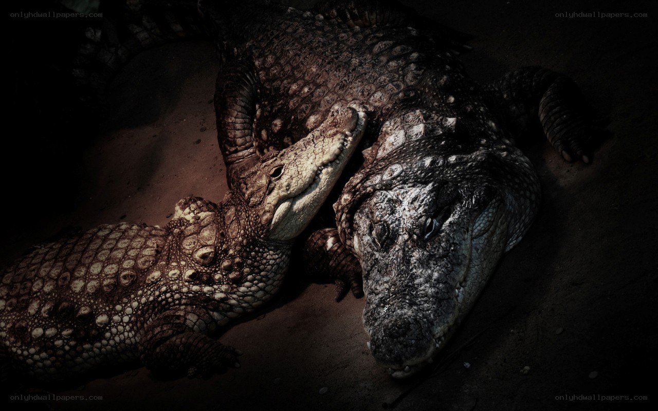 Two crocodiles resting together
