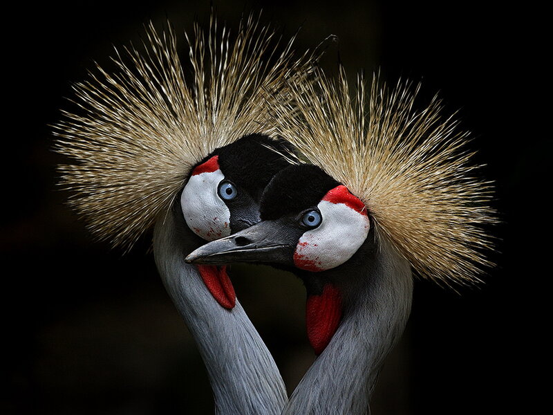 Two Crowned Cranes — Black