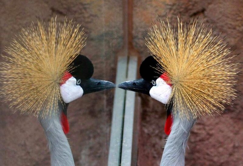 Two Crowned Cranes — Brown