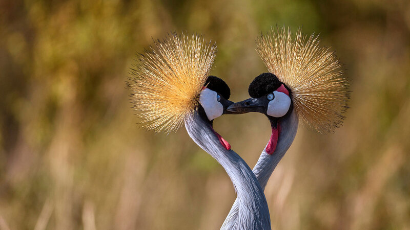 Two Crowned Cranes — Gray, Calm