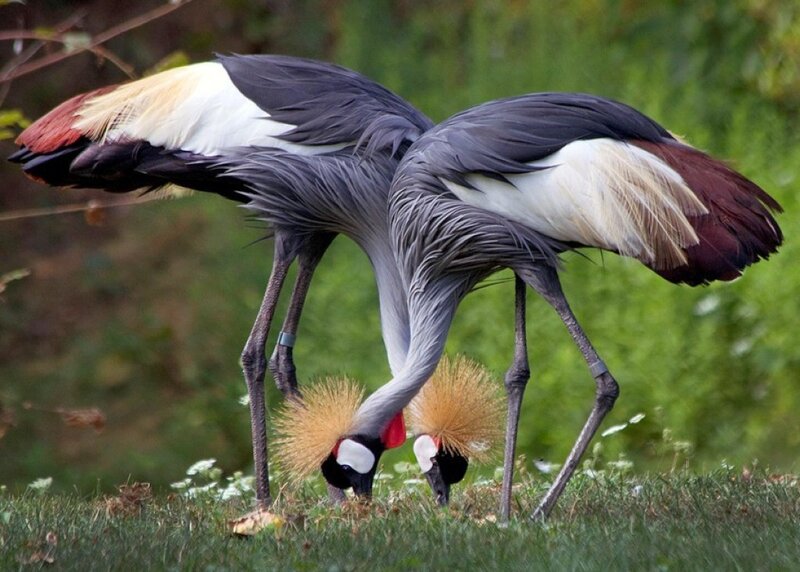 Two Crowned Cranes — Green, Calm
