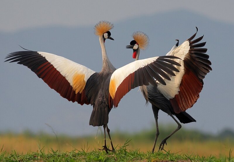 Two Crowned Cranes — Green