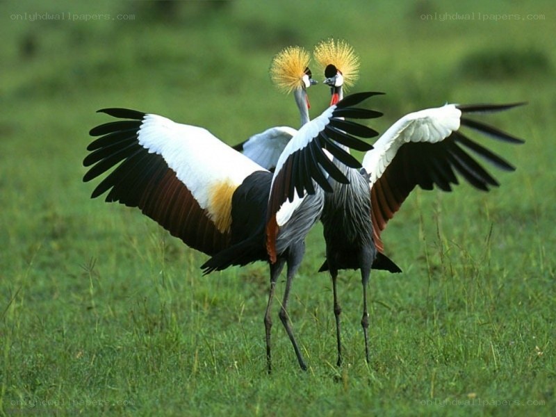 Two crowned cranes in a field