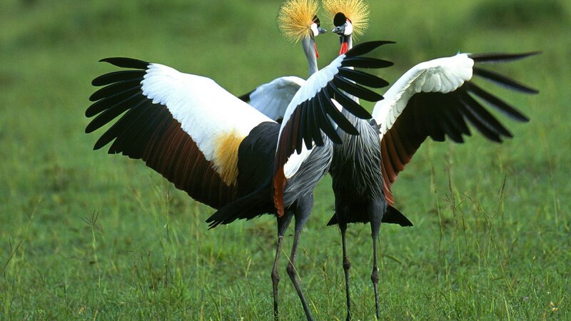 Two crowned cranes in a field