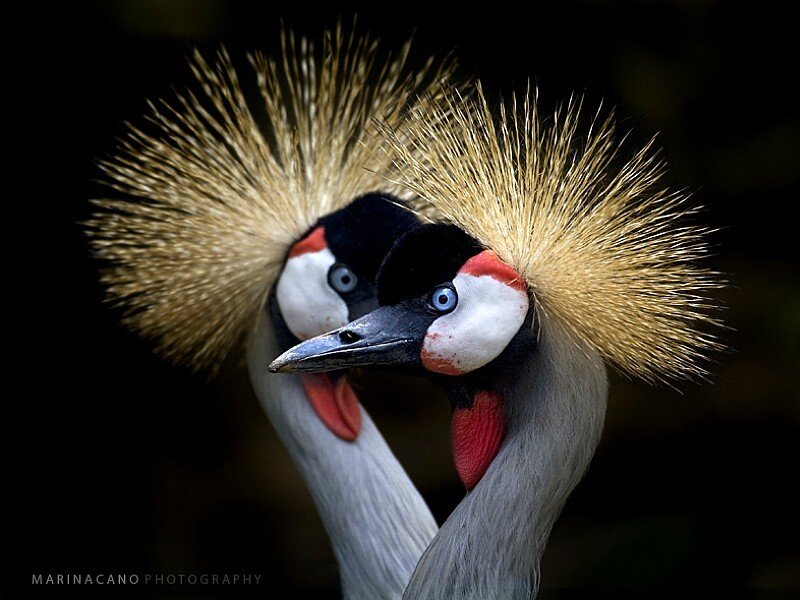 Two crowned cranes in close-up