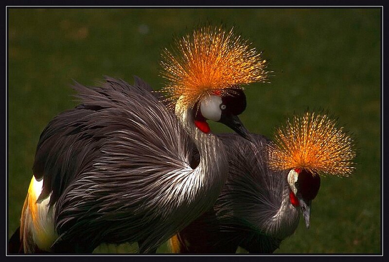 Two crowned cranes in grass