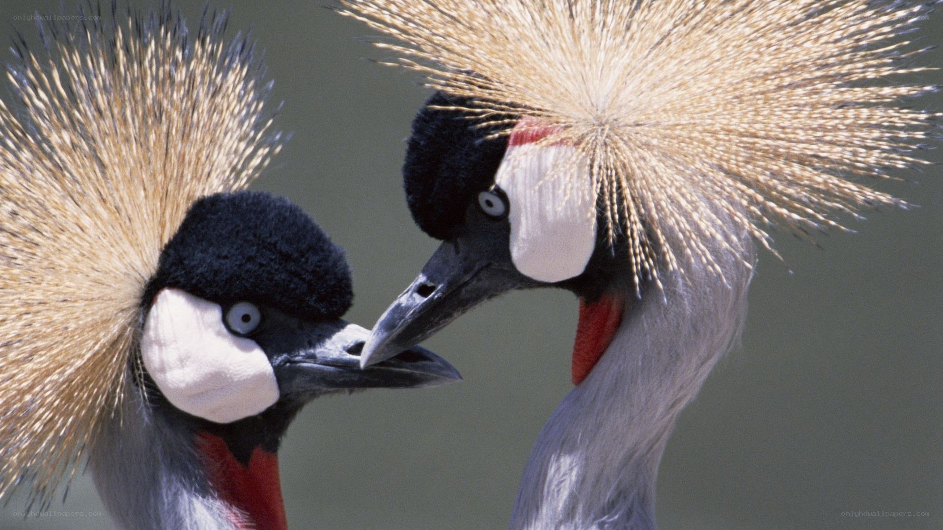 Two crowned cranes interacting