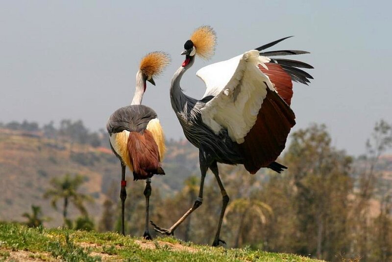 Two crowned cranes on a hill