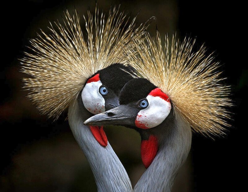 Two Crowned Cranes