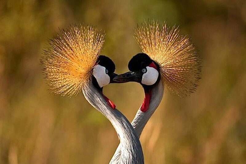 Two Crowned Cranes — Yellow