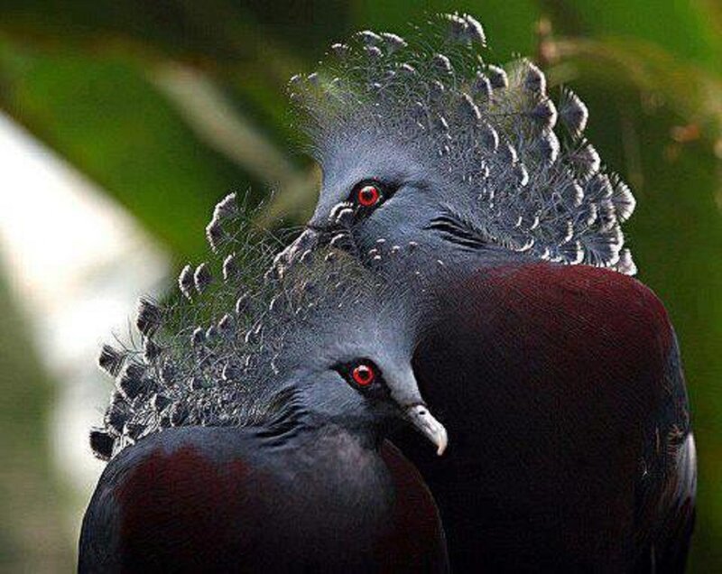 Two Crowned Pigeons — Gray