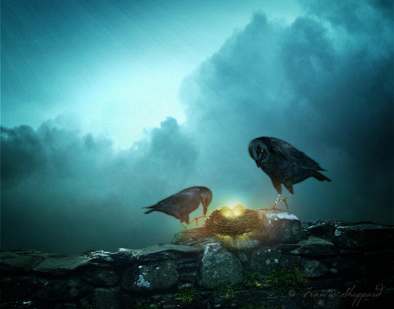 Two Crows at Nest