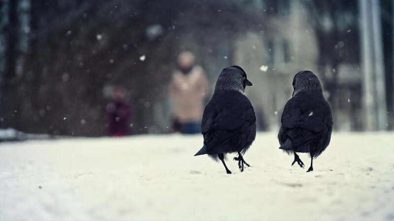 Two Crows in Snow — Black