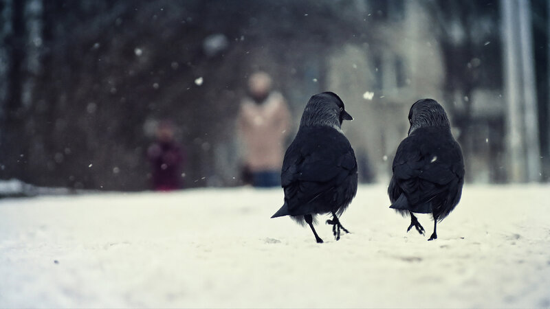 Two Crows in Snow