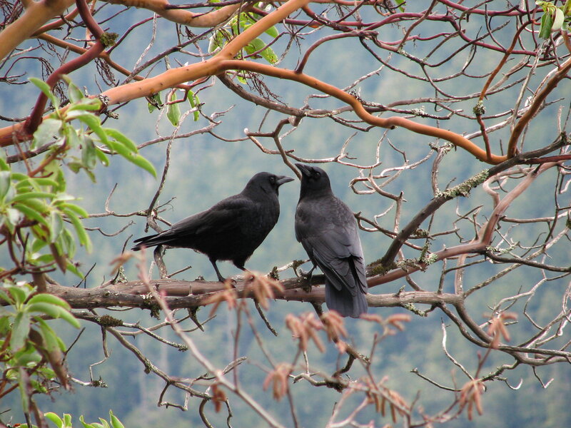 Two crows on a tree branch