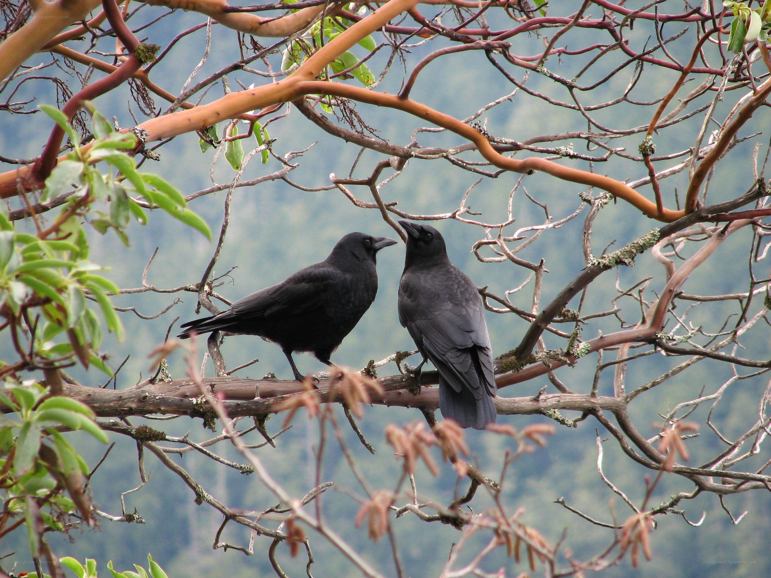 Two crows on a tree branch