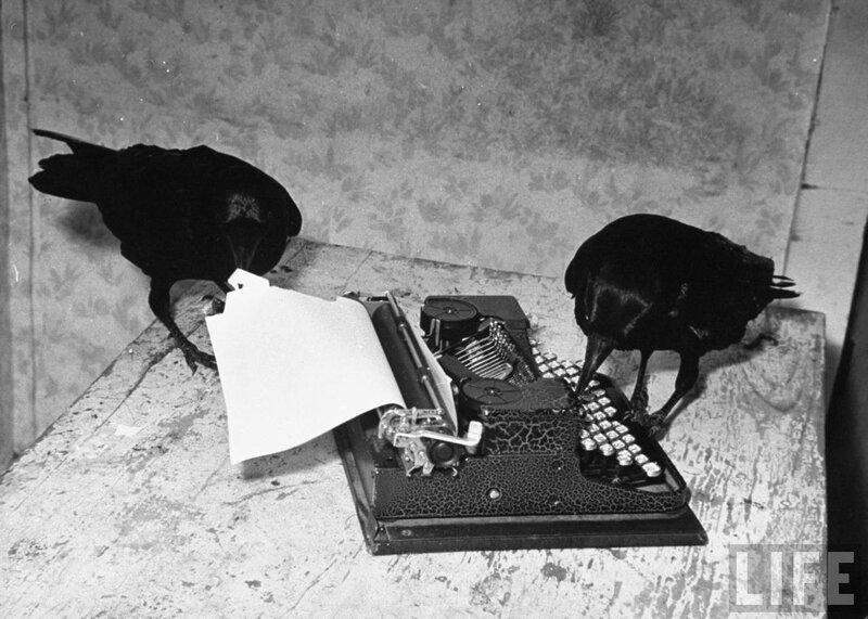 two crows on a typewriter