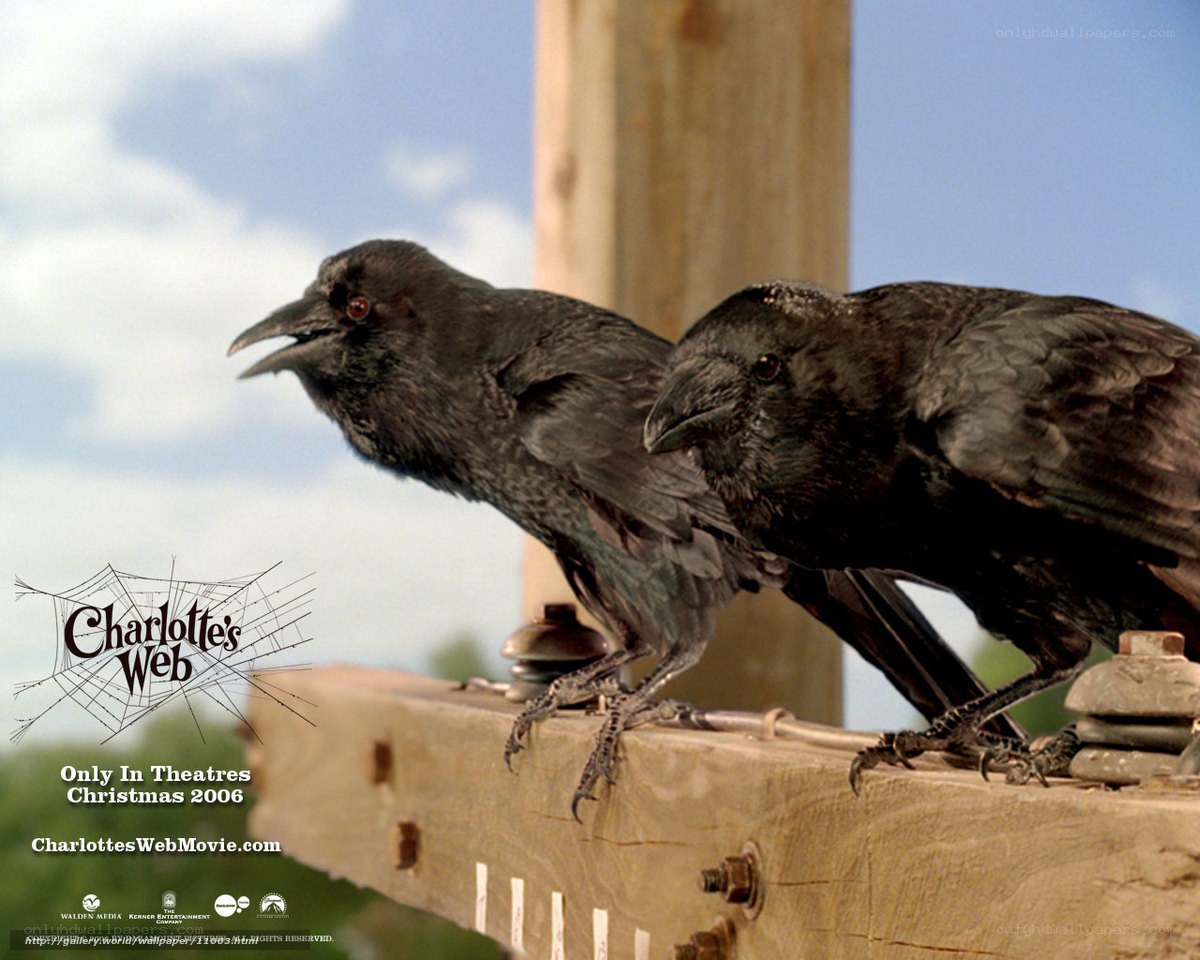 Two crows on a wooden beam