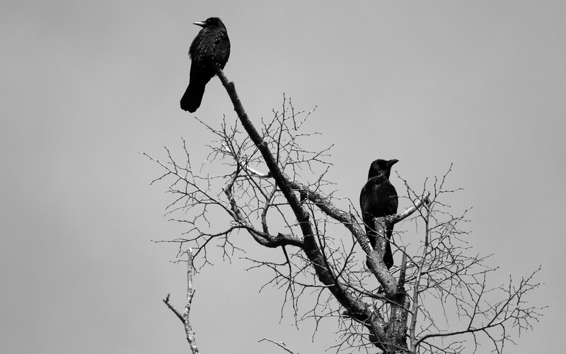 Two crows on bare branches