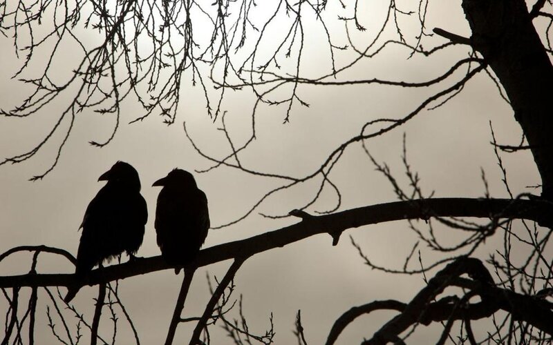 Two Crows on Branch — Black