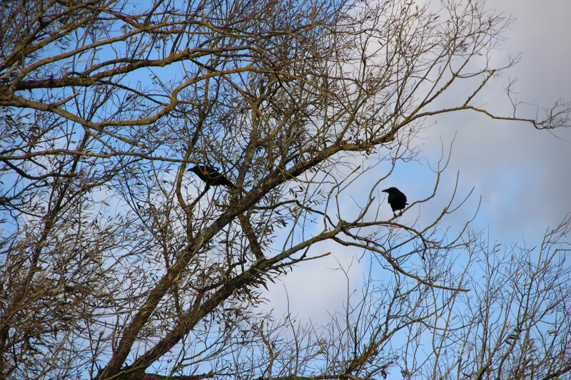 Two Crows on Branches