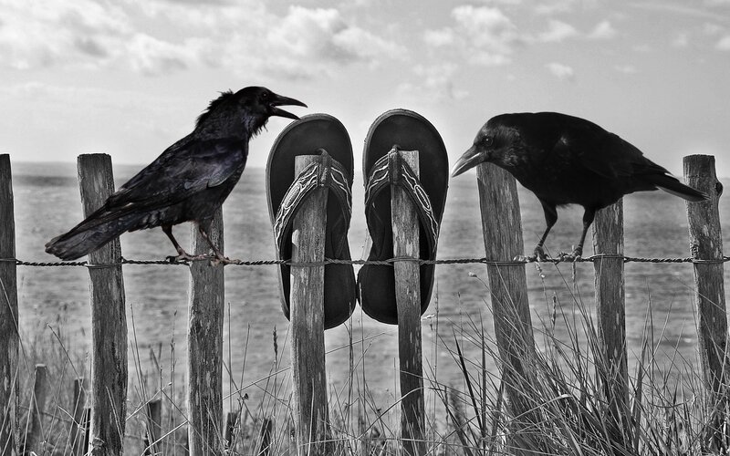 Two Crows on Fence — Black