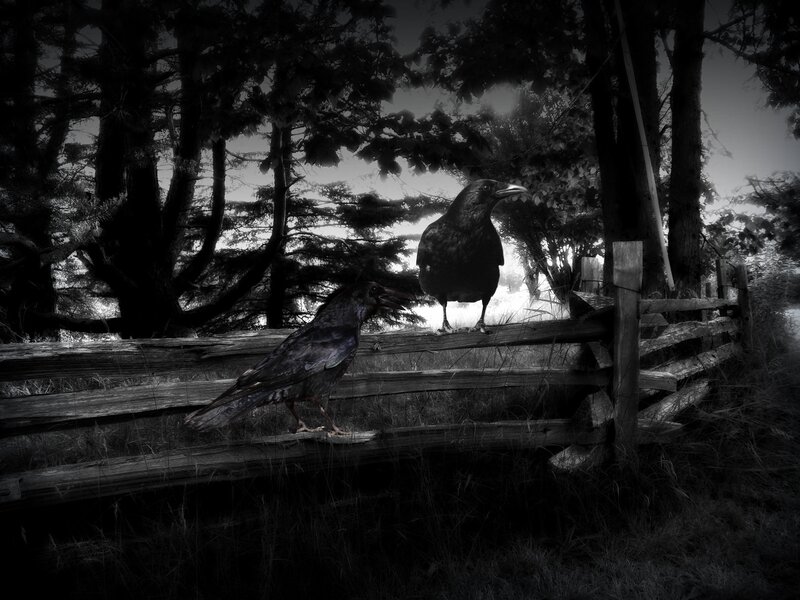 Two Crows on Fence