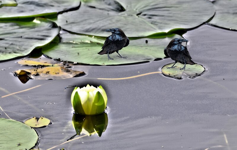 Two Crows on Lily Pads